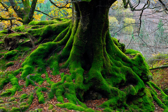Trunk and roots of a beech covered with moss