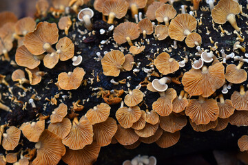 Mushrooms of the species Crepidotus variabilis growing on dead wood