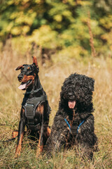 Beautiful Dobermann dog and Bouvier des Flandres dog funny sitting together outdoor in dry grass in...