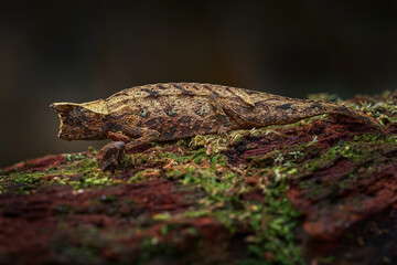 Brookesia thieli, Domergue's leaf chameleon or Thiel's pygmy branch in forest habitat. Exotic beautiful endemic green reptile with long tail from Andasibe-Mantadia NP, Madagascar. 
