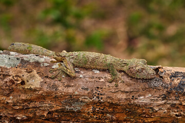 Naklejka na ściany i meble Mossy leaf-tailed gecko, Uroplatus sikorae, Reserve Peyrieras, lizaed in the nature habitat. Gecko from Madagascar. Lizard camouflaged in the trunk. Madagascar endemic wildlife nature. Africa travel.