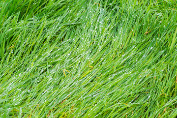 grass texture with droplets for background, wallpaper