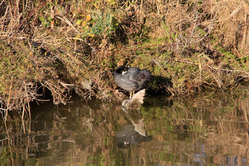 toilette de la poule d eau