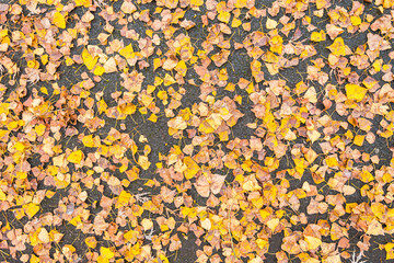 leaves on an asphalt ground texture during fall season for background, wallpaper