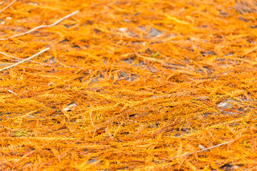 orange forest ground texture for background, wallpaper