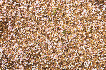 texture of pink flowers on the ground for background, wallpaper