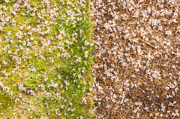texture of pink flowers on the ground for background, wallpaper