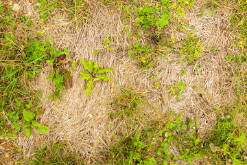 natural ground texture for background, wallpaper