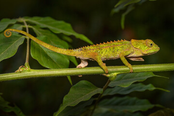 Calumma brevicorne, the short-horned chameleon, endemic to Madagascar. Green lizar in the nature habitat. Chameleon in Andasibe Mantadia NP in Madagascar. Wildlife nature.