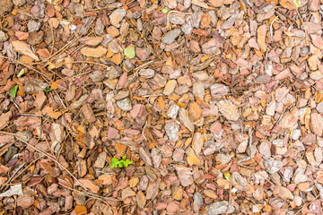 natural ground texture for background, wallpaper