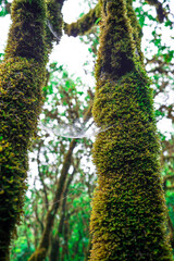 Fototapeta premium A variety of colorful flora on the island of Madeira.