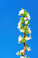 Blossoming branch apple. Bright colorful spring flowers. Blooming apple tree against the sky. Springs and white flowers bloom.