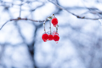 red frozen berries outside. winter nature season with frozen rowan berries twig. winter nature