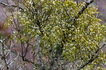 Viscum album. White mistletoe with fruits on the branches of a tree in autumn.