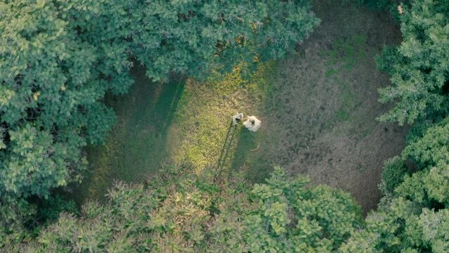 wedding video shooting from a drone in the forest during the day. top view of the groom twisting the bride