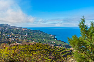 Fototapeta na wymiar Huge banana plantations long exposure in La Palma