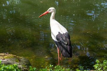 Lovely close-up view of a white stork (Ciconia ciconia), a large bird in the stork family, standing in the water with concentric circles. Seen in the famous park Luisenpark in Mannheim, Germany.