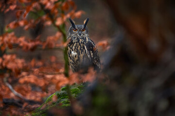 Obraz premium Wildlife in autumn. Eurasian Eagle Owl, Bubo Bubo, sitting on the tree stump block, wildlife photo in the forest with orange autumn colours, Slovakia. Bird in the forest, wildlife nature.