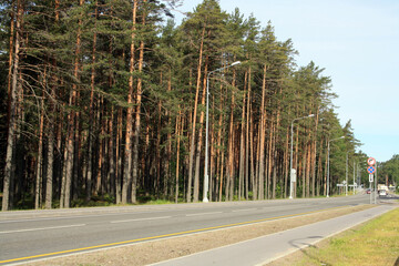 Paved road. Highway along the pine forest. Bike path along the highway