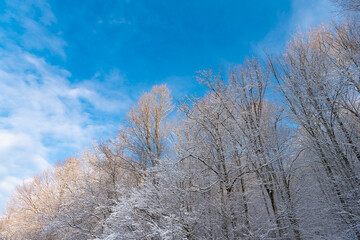 Snow forest on blue sky. Treetops in frost. Frosty nature in winter