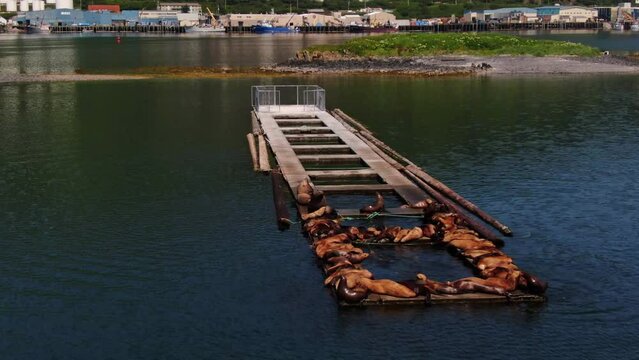 Colony Of Sea Lions Sunbathing On A Dock At The Harbour In Alaska. drone tilt-up