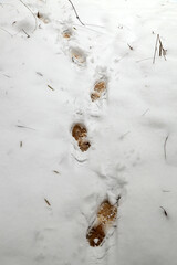 human footprints in the snow