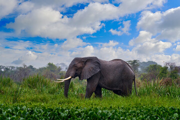 Uganda wildlife, Africa. Elephant in rain, Victoria Nile delta. Elephant in Murchison Falls NP,...