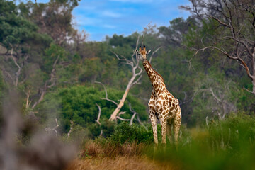 Giraffe in forest with big trees, evening light, sunset. Idyllic giraffe silhouette with evening orange sunset, Khwai River, Moremi in Botswana. Hidden portrait of giraffe.