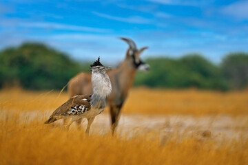 Kori bustard, Ardeotis kori, largest flying bird native to Africa. Bird in the grass, evening...