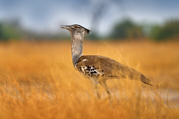 Kori bustard, Ardeotis kori, largest flying bird native to Africa. Bird in the grass, evening...