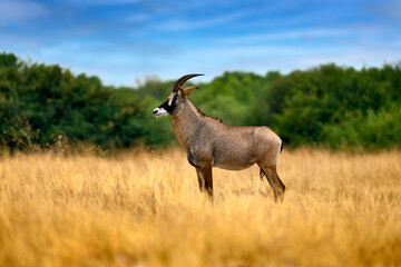 Fototapeta premium Roan antelope, Hippotragus equinus, in the grass, mountain in the background, Savuti, Chobe NP in Botswana, Africa. Animal, savannah antelope in the nature habitat. Nature wildlife.