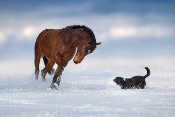 horses in snow