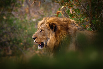 African lion, male. Botswana wildlife. Lion, fire burned destroyed savannah. Animal in fire burnt...