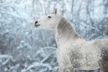 Fototapeta na wymiar White horse in snow