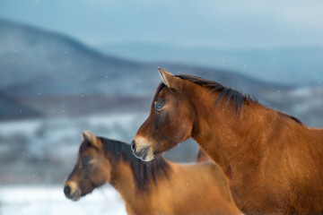 Horse herd in snow