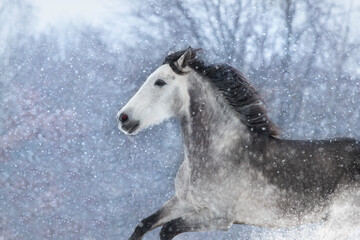 White horse with long black mane run