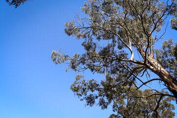 branches of eucalyptus tree against blue sky