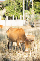 Cows in a grassy field on a bright and sunny day in Thailand. Herd of cows at summer green field. Dutch calves in the meadow. Cows on a summer pasture. soft focus. image of animal in countryside.