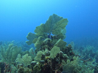 coral reef in sea