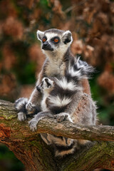 Lemur face, close-up portrait of Madagascar monkey.  Ring-tailed Lemur, Lemur catta, with green...