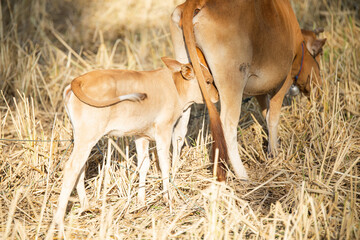 Cows in a grassy field on a bright and sunny day in Thailand. Herd of cows at summer green field. Dutch calves in the meadow. Cows on a summer pasture. soft focus. image of animal in countryside.