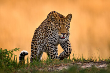 Leopard, Panthera pardus shortidgei, nature habitat, big wild cat in the nature habitat, sunny day on the savannah, Okavango delta Botswana. Wildlife nature. Africa wildlife.