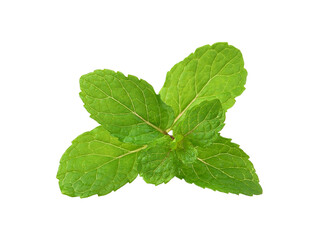  mint  leaves  on  transparent png