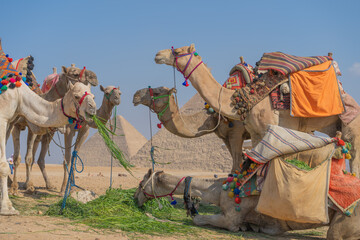 camels eating and in the background the pyramids of Giza 