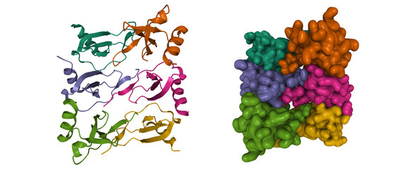Oligomer crystal structure of CC chemokine 5 (CCL5). 3D cartoon and Gaussian surface models with differently colored protein chains, PDB 5l2u