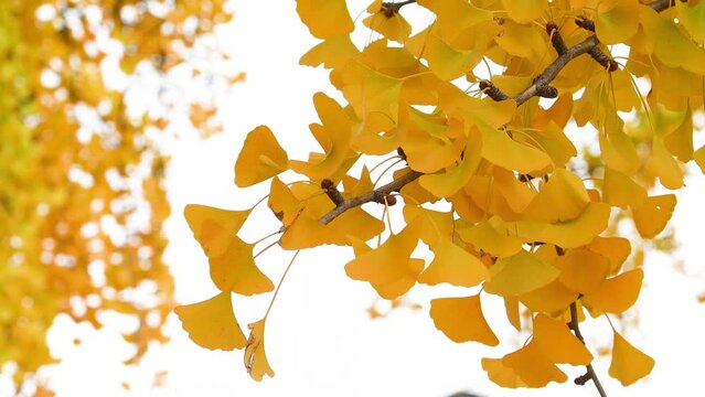 The beautiful yellow fan-shaped leaves of a ginkgo biloba tree in autumn, sway in the light breeze against white sky.
