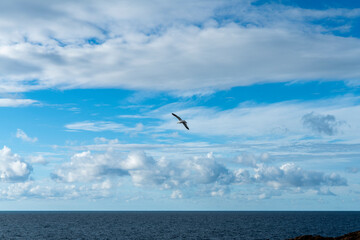 A seagull flying above the sea in the blue sky with white clouds