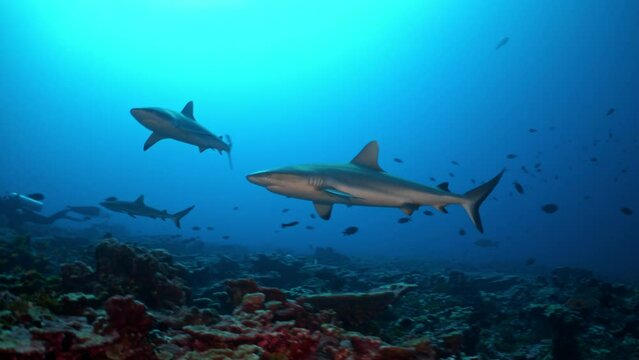 Multiple sharks swim at camera over coral reef