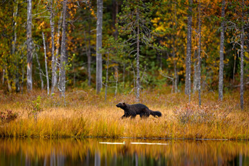 Wolverine running  in autumn golden grass. Animal behaviour in the habitat, Finland. Wolverine in Finnish taiga. Wildlife scene from nature. Rare running animal from north Europe. Wolverine sunset.