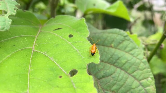 Foliar pest red pumpkin beetle sitting on top of eaten leaf, static, closeup